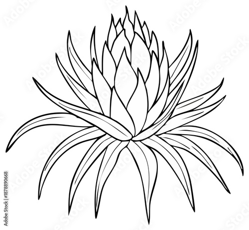 Elegant Line Art Illustration of a Succulent Plant with Spiky Leaves