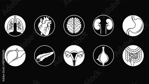 Gave me a title about this photo 'must be 18-22 words' for adobe stock with SEO maintain.

White line vector icon set of human internal organs including heart brain and lungs on black background for m
