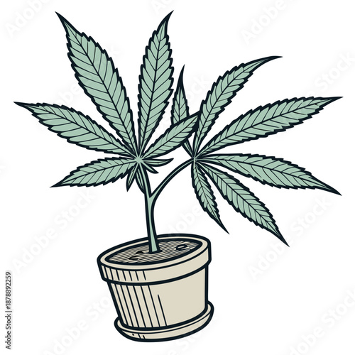 Cannabis plant in pot