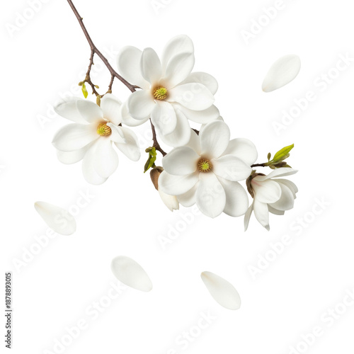 Ultra-photorealistic macro flat lay of transparent spring magnolia branch, delicate petals drifting, yellow stamens, isolated on brilliant white seamless background concept of clean ephemerality