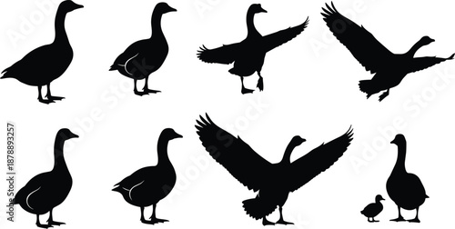 Set of black silhouettes featuring various geese and ducks in natural poses including flying with wings spread standing and swimming with small ducklings