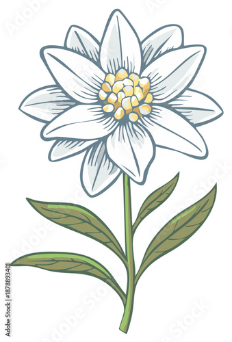 Edelweiss Flower Vector Illustration Isolated on White Background