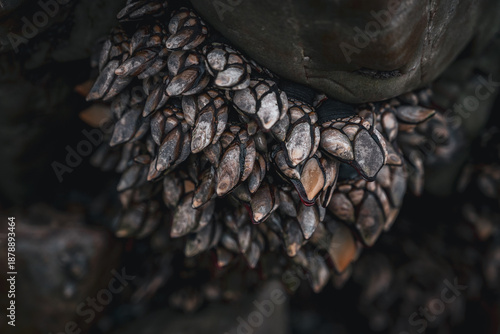 Barnacles close up 