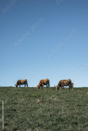 cows in the field