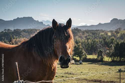 horse in a pasture