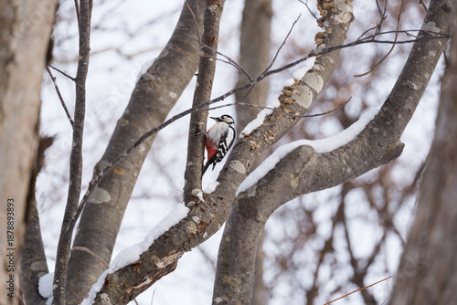 木の幹をドラミングするアカゲラ
