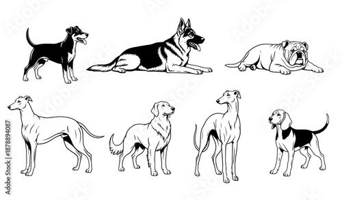 Classic canine dog silhouettes vintage vector illustration