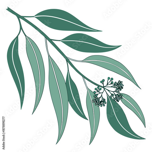 Eucalyptus branch illustration