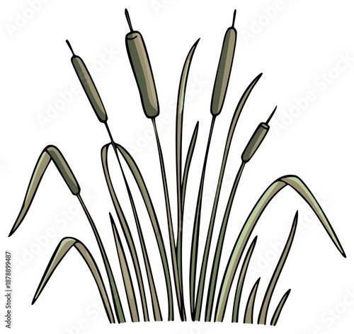 Illustration of cattails with long green leaves and brown seed heads at the water's edge