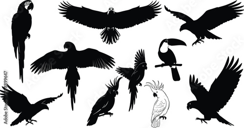 Tropical and wild bird silhouettes collection, parrots toucan eagle cockatoo flying and perched poses, black vector illustration isolated on white