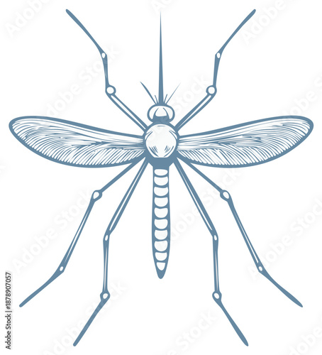 Detailed Line Art of a Mosquito Insect, Clear Wings, and Long Legs, Featuring a Vector-Style Design