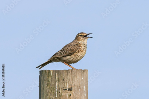 A Cape Long-billed Lark sings atop a pole in farmland near Caledon.