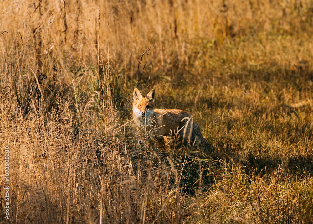 Obraz premium European Red Fox (vulpes Vulpes) Walking On Grass In Meadow. Wildlife Scene From Europe. Range Fur Coat Animal In Nature Habitat. Fox On Pasture. Fox In Natural Habitat