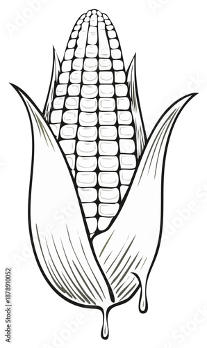 Stylized line art illustration of a ripe ear of corn with dew drops falling from its husk