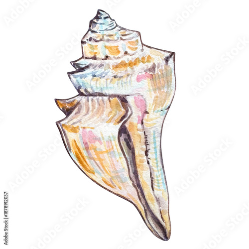 Watercolor seashell illustration isolated, underwater animals ocean.