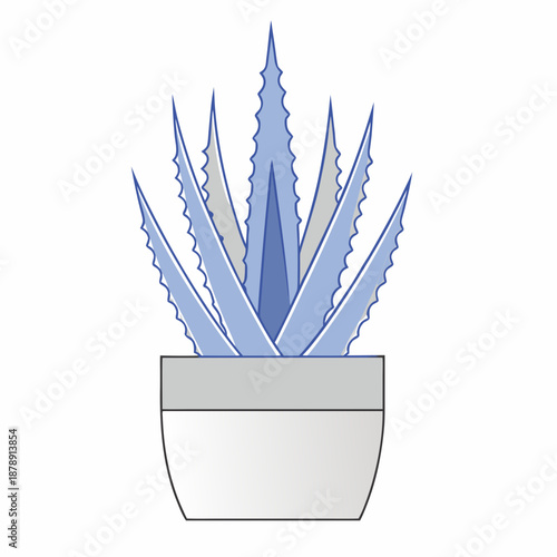 Aloe vera plant in pot