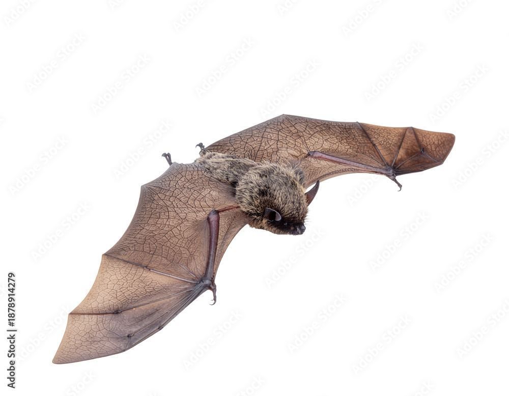 Obraz premium Brown bat in mid-flight with textured leathery wings and furry head