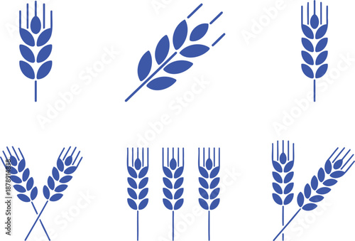 Blue wheat stalks on white background grain agriculture