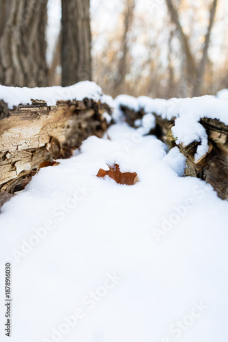 Macro inside dead tree with snow
