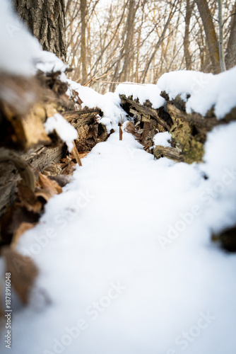 Macro inside dead tree with snow