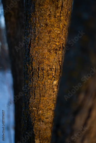 Blue hour on tree in winter