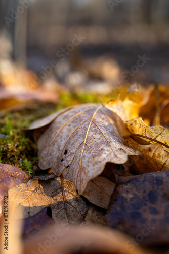 Leave sitting on mossy log in forest 