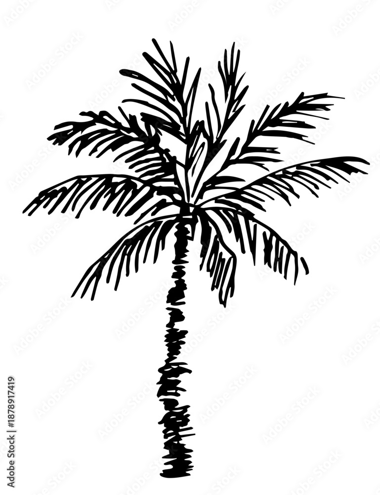 Obraz premium Simple vector drawing with a black outline. Palm tree isolated on a white background. Tropical plants. Summer beach vacation.