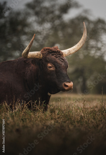 Texas Longhorn Cattle Resting in Pasture on Ranch