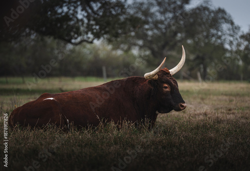 Texas Longhorn Cattle Resting in Open Pasture Landscape