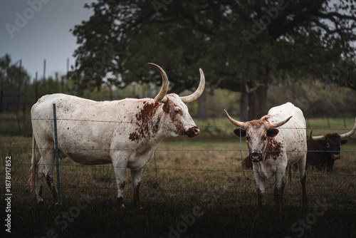 Texas Longhorn Cattle Behind Fence on Rural Ranch