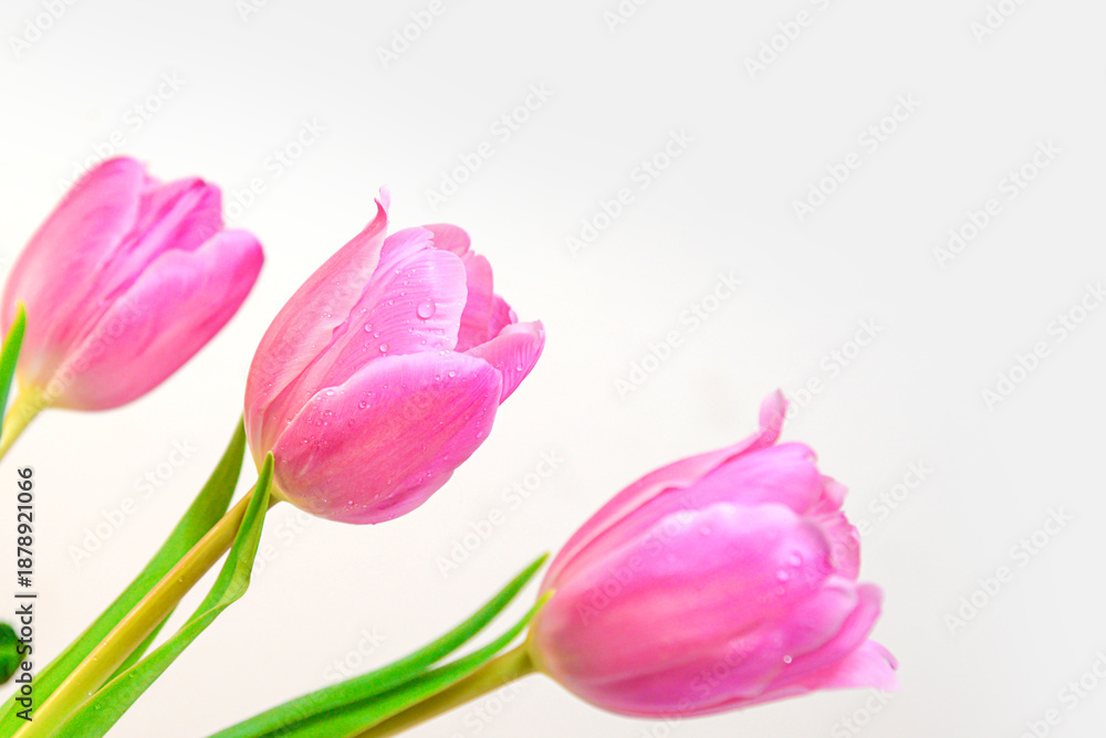 Fototapeta premium Pink tulips close-up on light background
