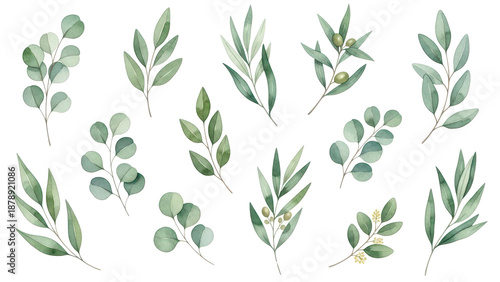 Watercolor floral illustration set   green leaf branches collection, for wedding stationary, greetings, wallpapers, fashion, background. Eucalyptus, olive, green leaves, etc.