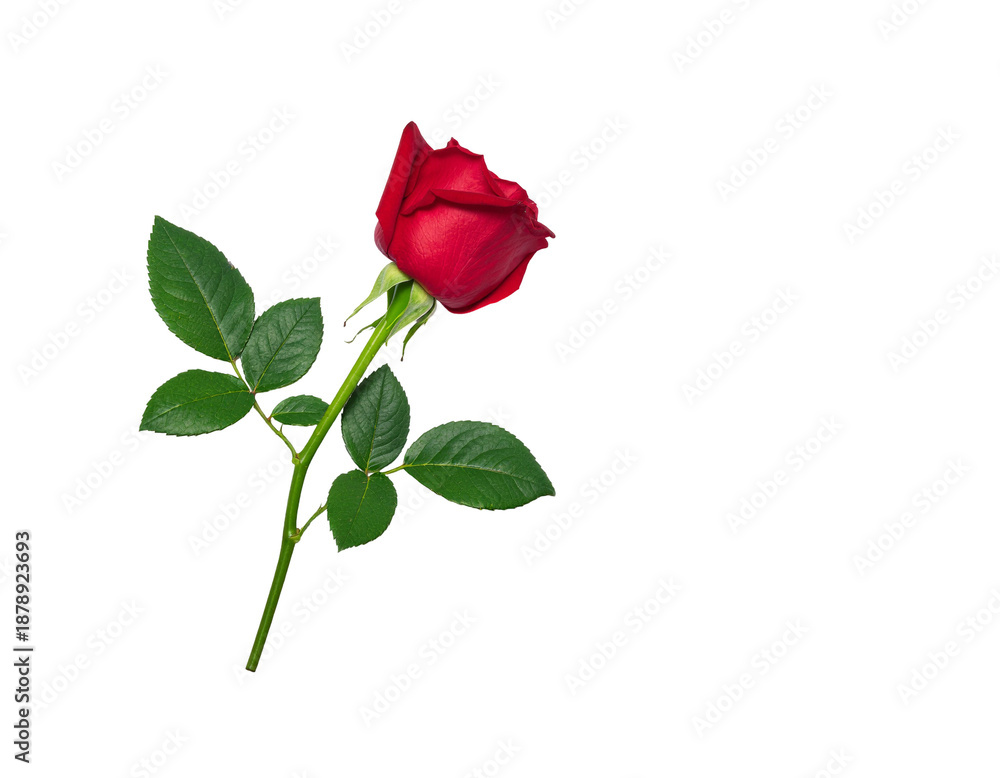 Obraz premium Fresh red rose bud with green stem and leaves