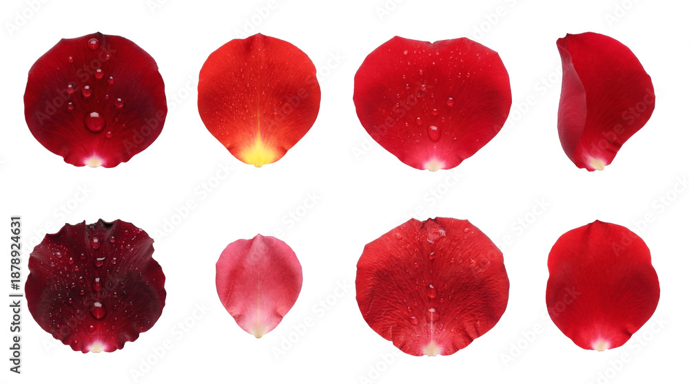 Fototapeta premium Red rose petal set including various shapes, dark shades, and water droplets isolated. Romantic floral collection for wedding and valentine decor.