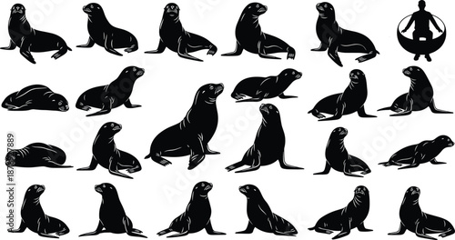 Silhouette collection of seals in various poses with unique design elements representing wildlife, marine animals, and aquatic nature illustration