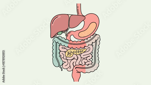 Colorful Illustration of Human Digestive System Anatomy