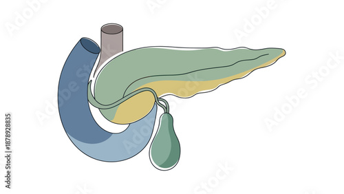 Stylized illustration of the human pancreas, gallbladder, and duodenum.
