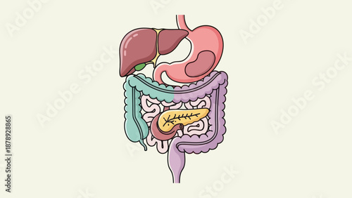 Colorful illustration of the human digestive system anatomy