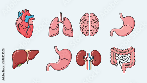 Collection of human internal organs illustrations