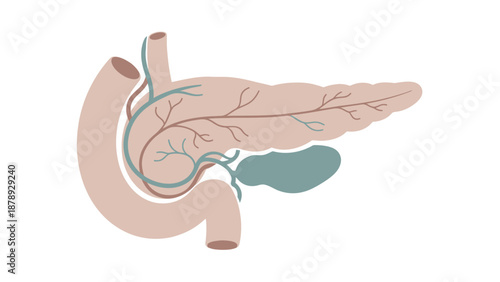 Illustration of the human pancreas and duodenum