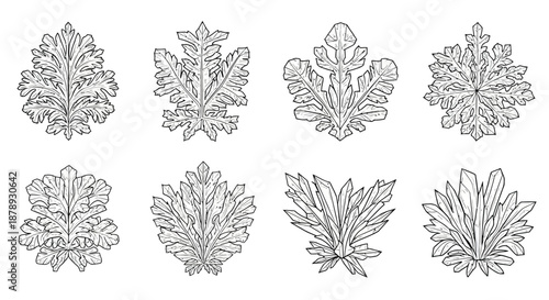 Collection of detailed leaf illustrations