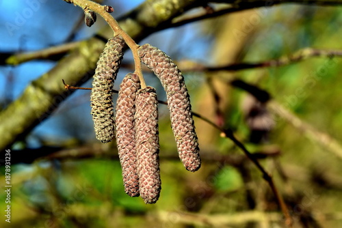 Blüte einer Purpurhasel im Winter