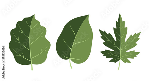 Set of three distinct types of green deciduous leaves featuring various shapes, vein patterns, and shades of green on a white background.