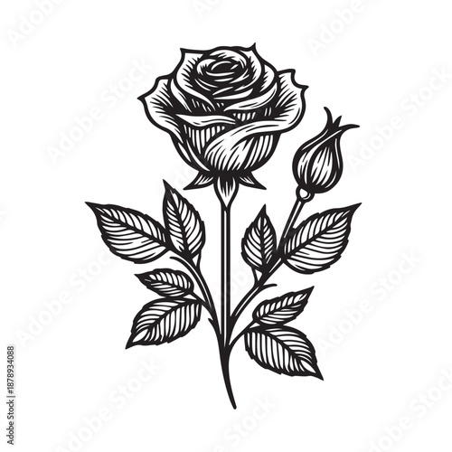 Engraved style rose flower and bud with leaves on stem black and white illustration