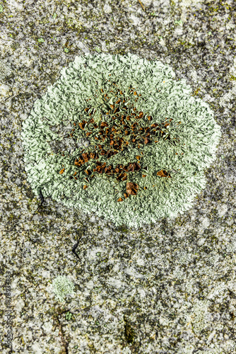 Landkartenflechte  auf einem Stein