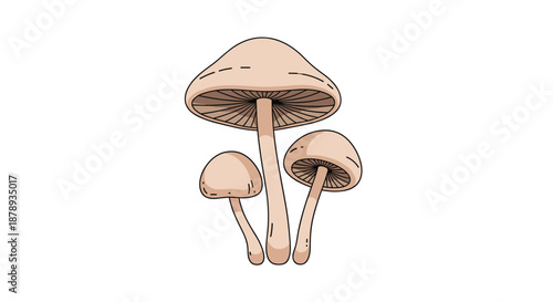 Three wild mushrooms with beige caps and visible gills on their underside, drawn in a simple and clean illustrative style for nature.