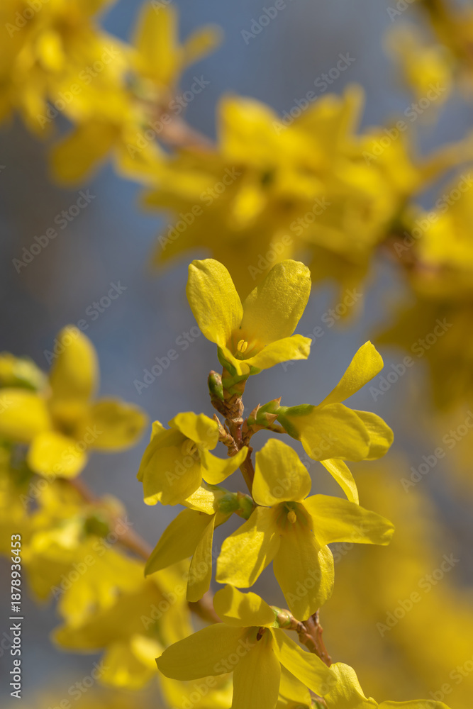 Obraz premium A closeup of delicate yellow flower petals bathed in warm spring light, capturing the vibrant bloom and soft, cheerful mood of nature. Ideal for nature, spring, and floral themes.