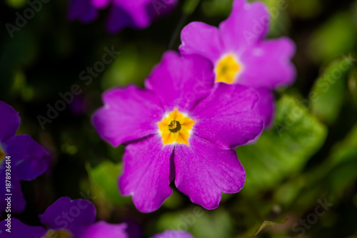 Closeup shot of a vivid purple flower with a bright yellow center. The macro ...