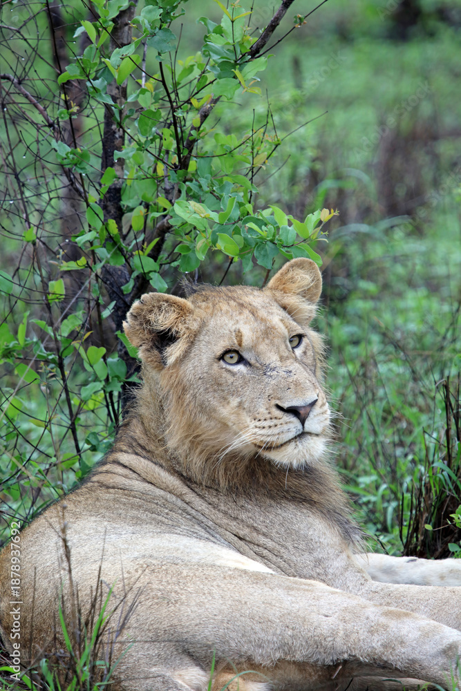 Obraz premium Closeup of a young male Lion relaxing against a bush, Sabi Sands, South Africa 