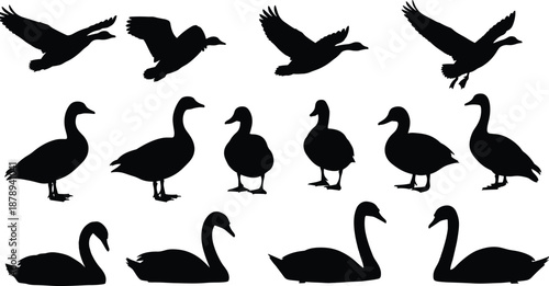 goose, geese, bird, birds, silhouette, silhouettes, animal, animals, wildlife, nature, flying, flight, wings, feather, waterfowl, swan, duck, lake, farm, rural